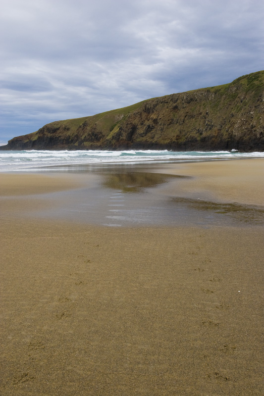 Yellow-Eyed Penguin Tracks In Sand